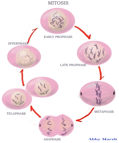 Ap Bio 2014 - Cellular Processes